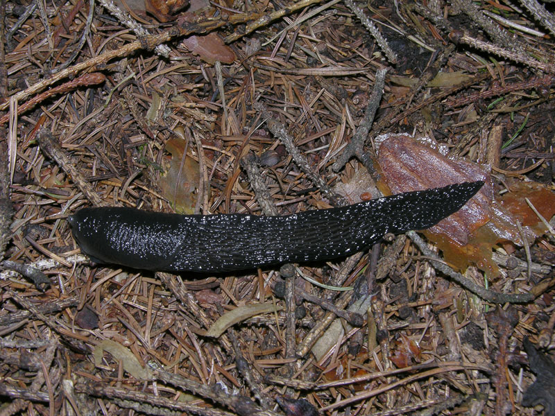 Limax cf cinereoniger da Baselga di Pin (TN)